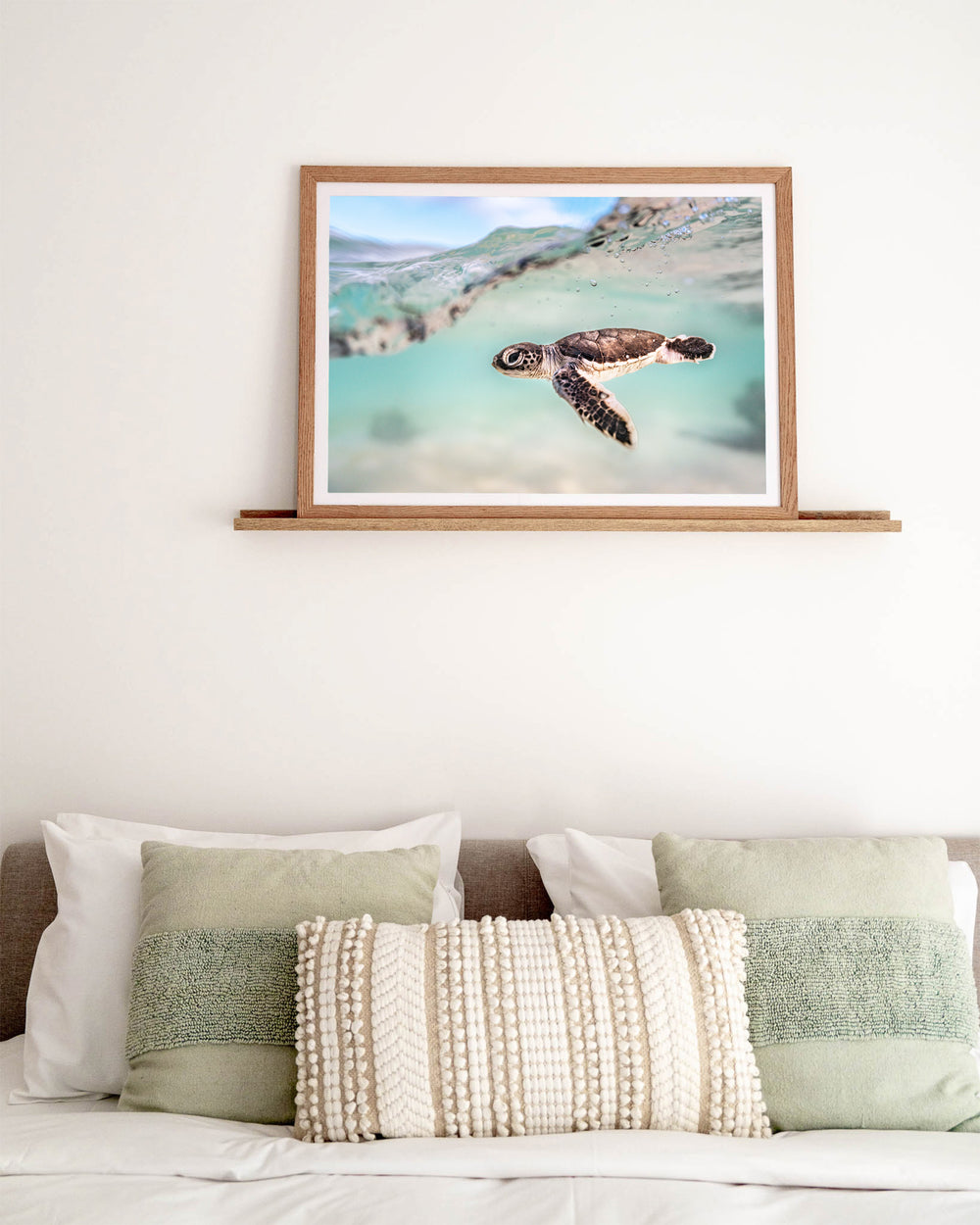 Just Keep Swimming – Turtle Hatchling, Underwater Photography by David Lloyd, framed paper print in oak frame, styled in a bedroom setting