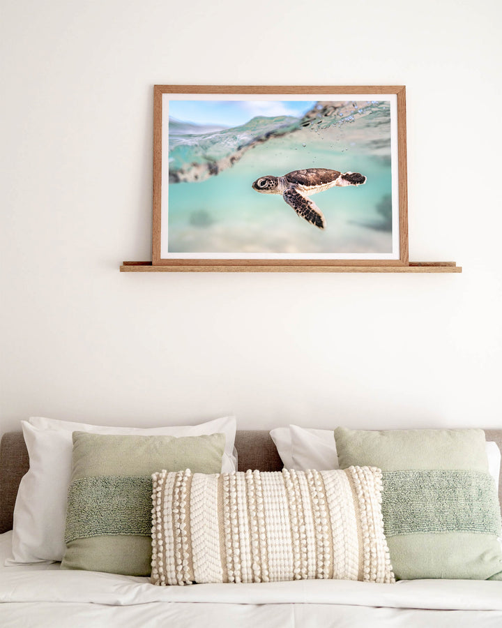 Just Keep Swimming – Turtle Hatchling, Underwater Photography by David Lloyd, framed paper print in oak frame, styled in a bedroom setting