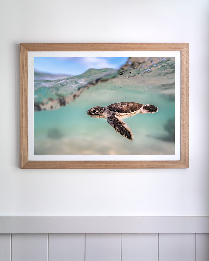 Just Keep Swimming - Turtle Hatchling | Underwater Photography