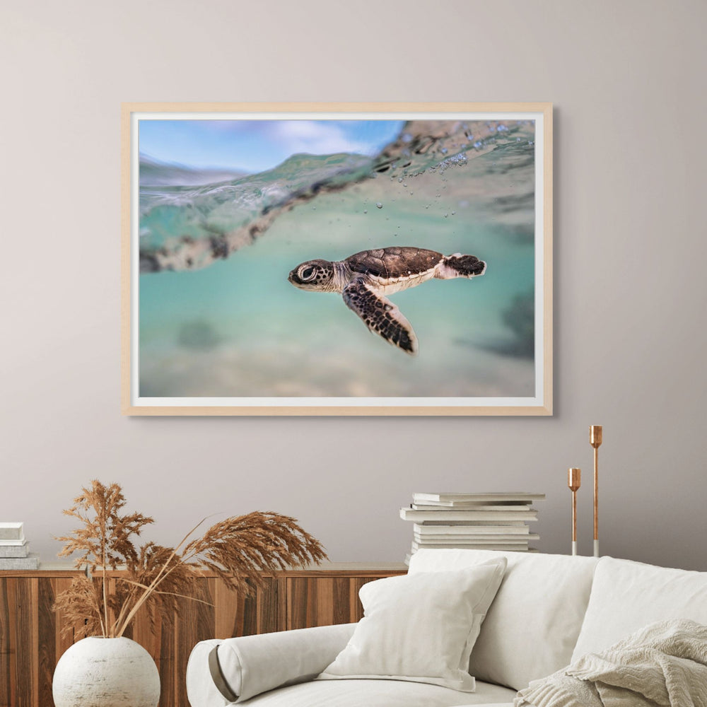 Just Keep Swimming – Turtle hatchling underwater with soft blue and teal water, split shot showing the open sky | Framed Paper Print
