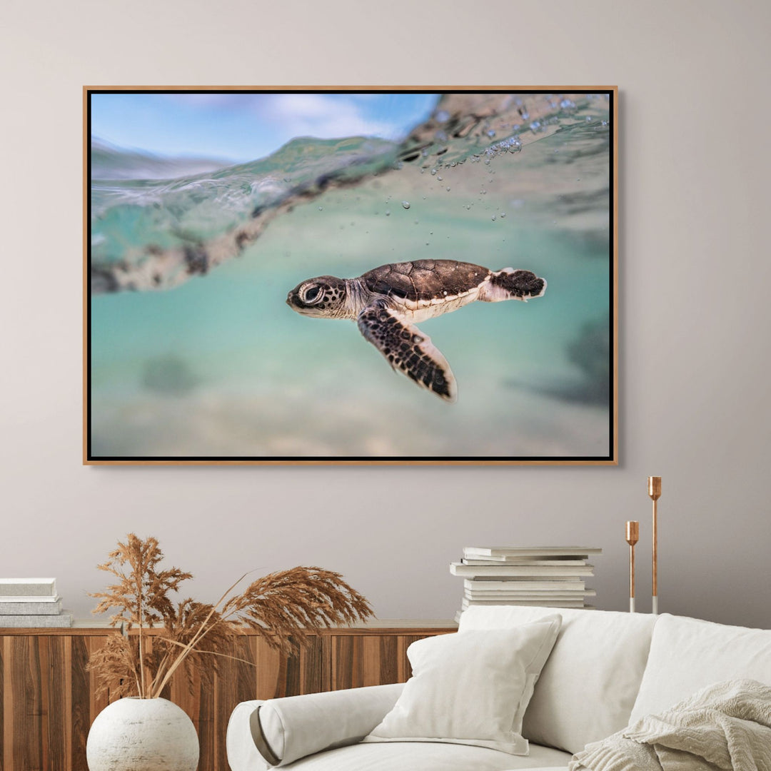 Just Keep Swimming – Turtle hatchling underwater with soft blue and teal water, split shot showing the open sky | Shadow Box Canvas Print