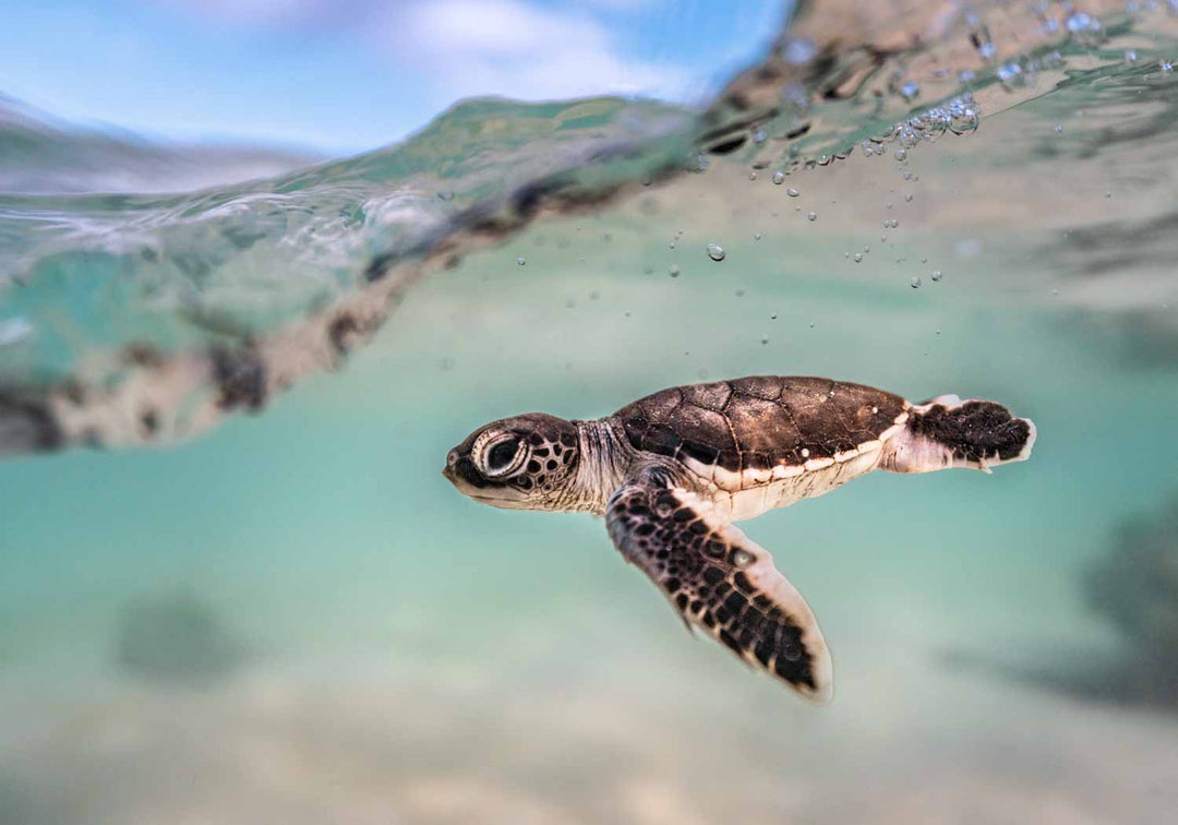 Just Keep Swimming – Turtle hatchling underwater with soft blue and teal water, split shot showing the open sky | Unframed Rolled Print