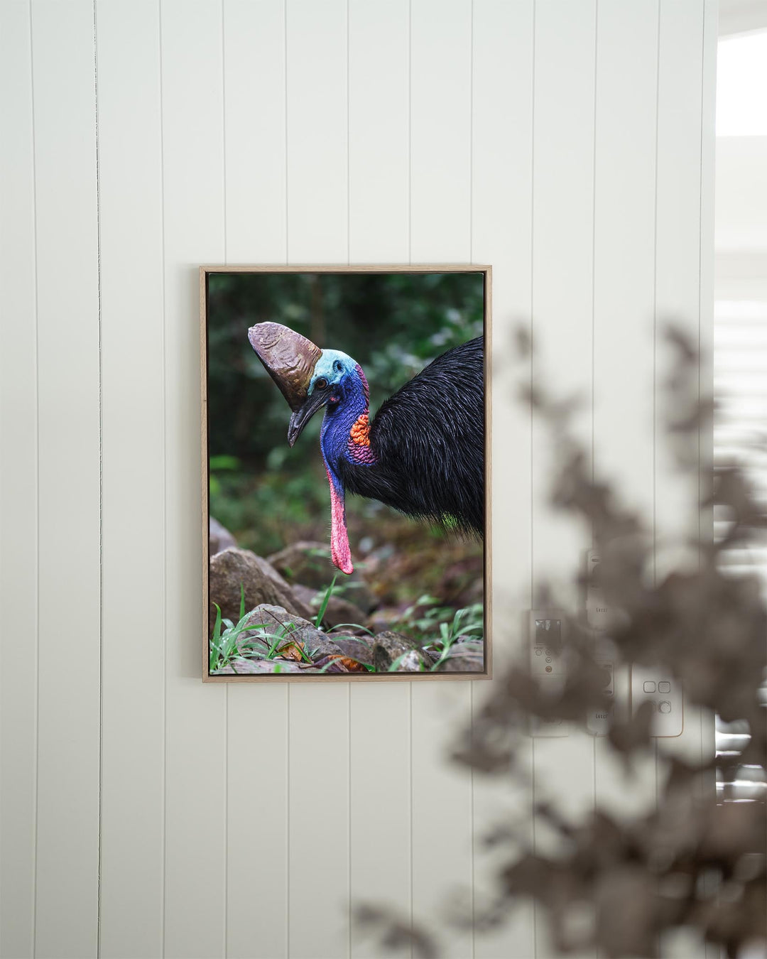 Kevin | Southern Cassowary - Bird Photography