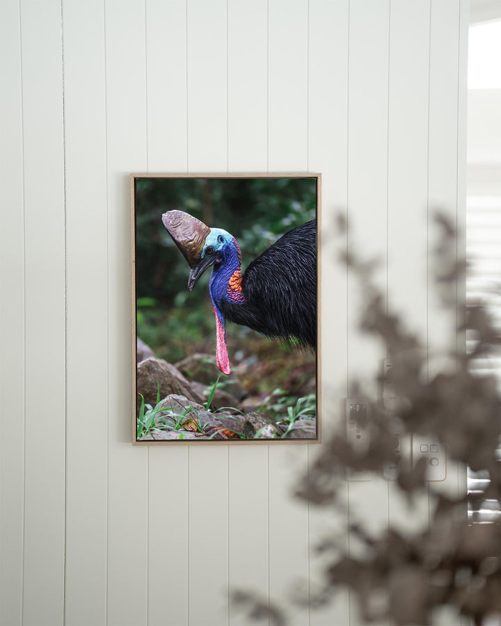 Kevin | Southern Cassowary - Bird Photography
