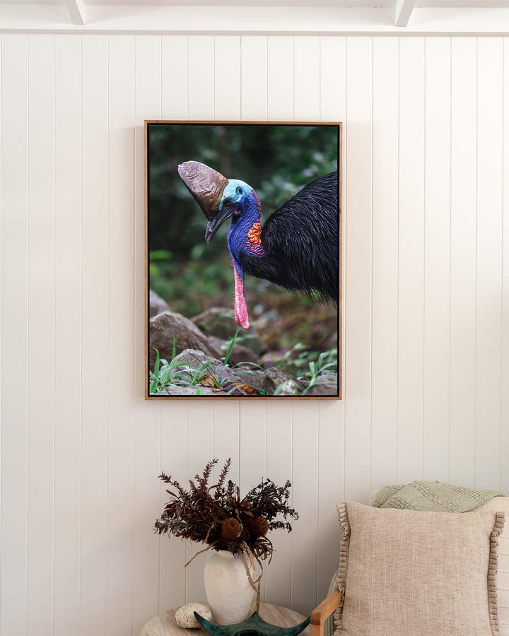 Kevin | Southern Cassowary - Bird Photography