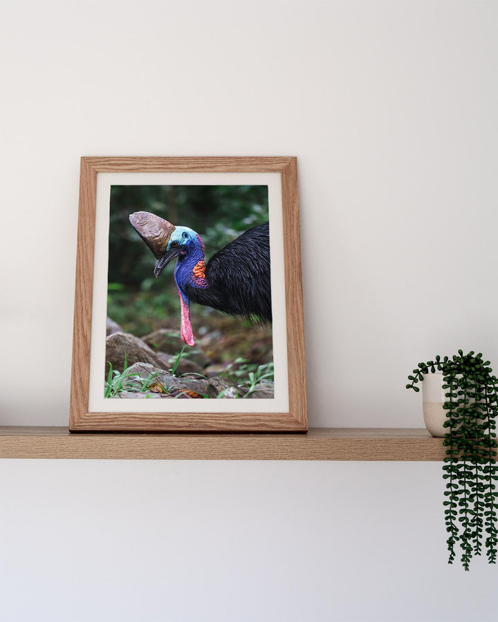 Kevin | Southern Cassowary - Bird Photography