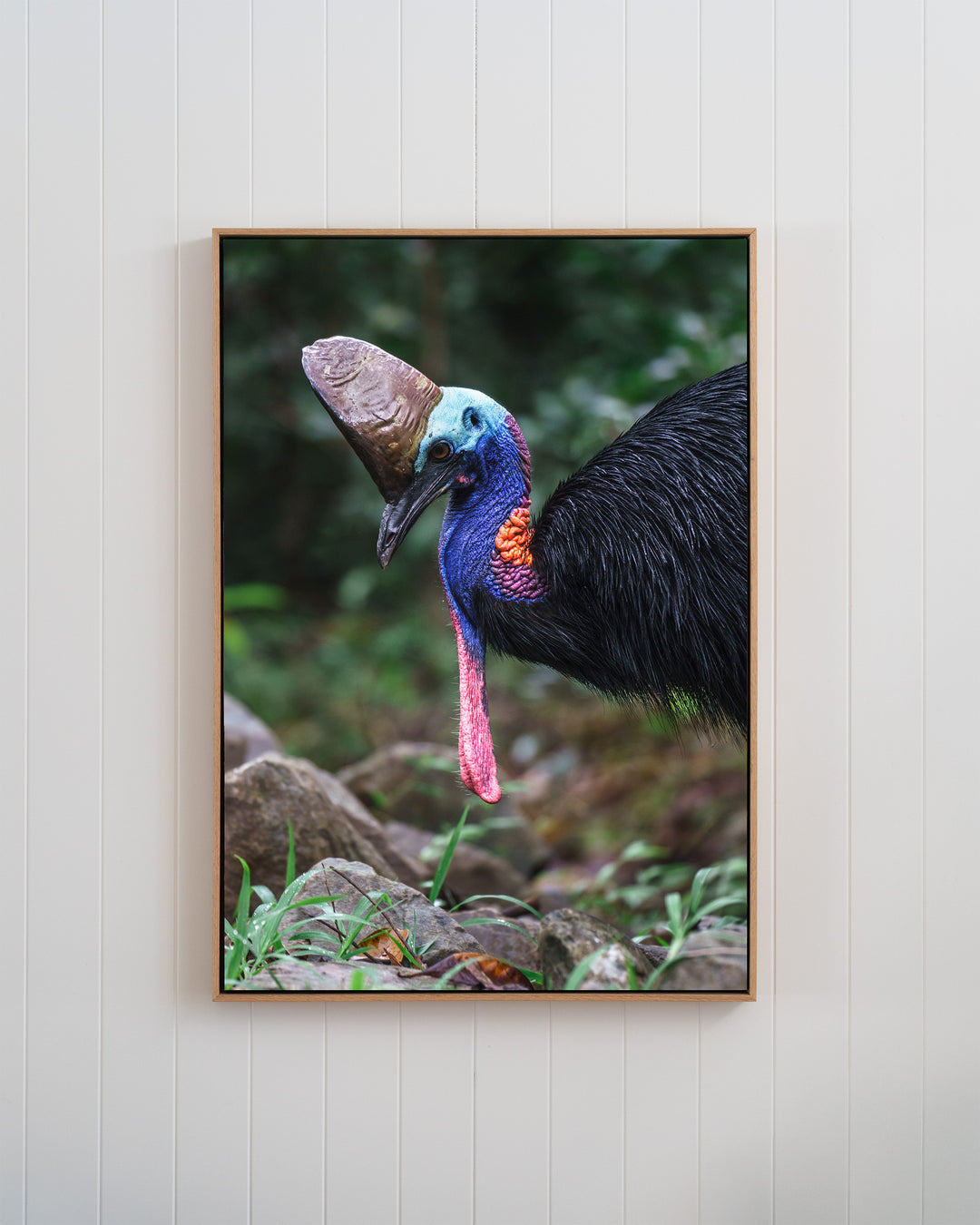 Kevin | Southern Cassowary - Bird Photography