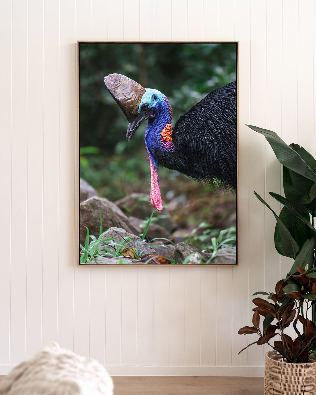 Kevin – Southern Cassowary, Bird Photography by David Lloyd, framed canvas print in oak float frame, styled in a living room setting