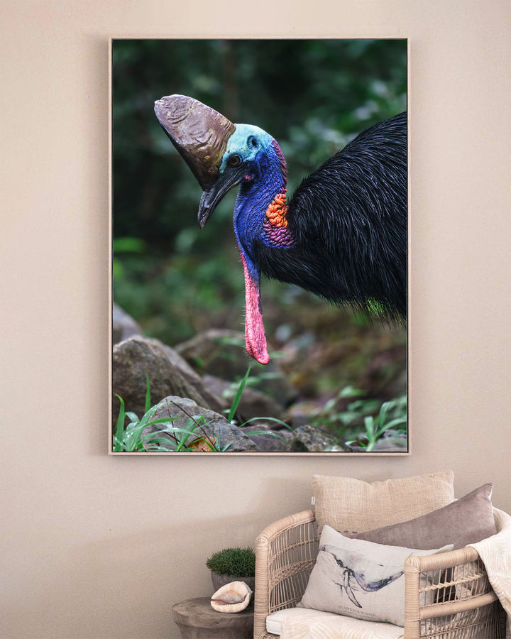 Kevin – Southern Cassowary, Bird Photography by David Lloyd, framed canvas print in oak float frame, styled in a sitting room setting