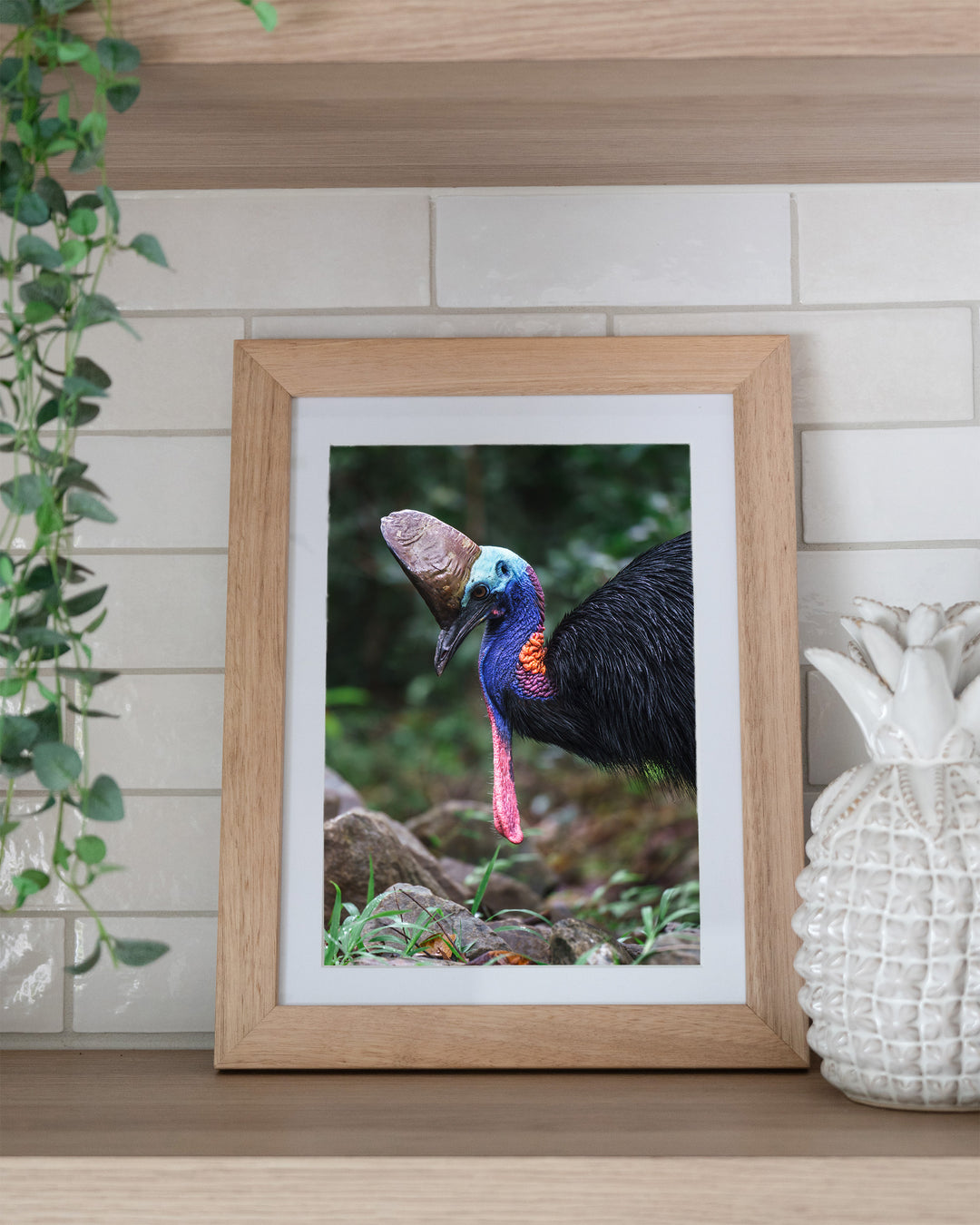 Kevin – Southern Cassowary, Bird Photography by David Lloyd, framed paper print in oak frame, styled in a kitchen shelf setting