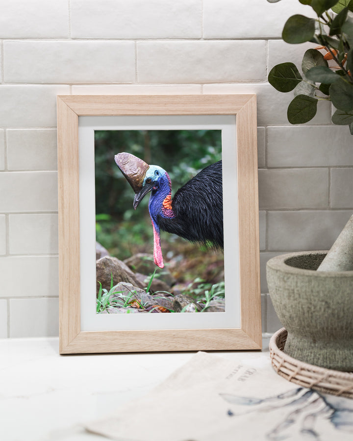 Kevin – Southern Cassowary, Bird Photography by David Lloyd, framed paper print in oak frame, styled in a kitchen bench setting