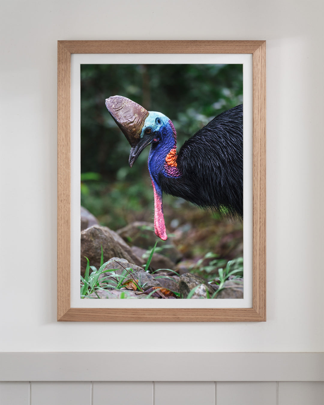 Kevin | Southern Cassowary - Bird Photography