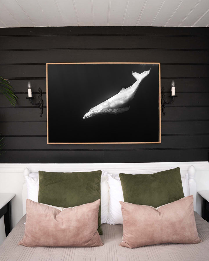 Mahina – Albino Humpback Whale, Underwater Photography by David Lloyd, framed canvas print in oak float frame, styled in a bedroom setting