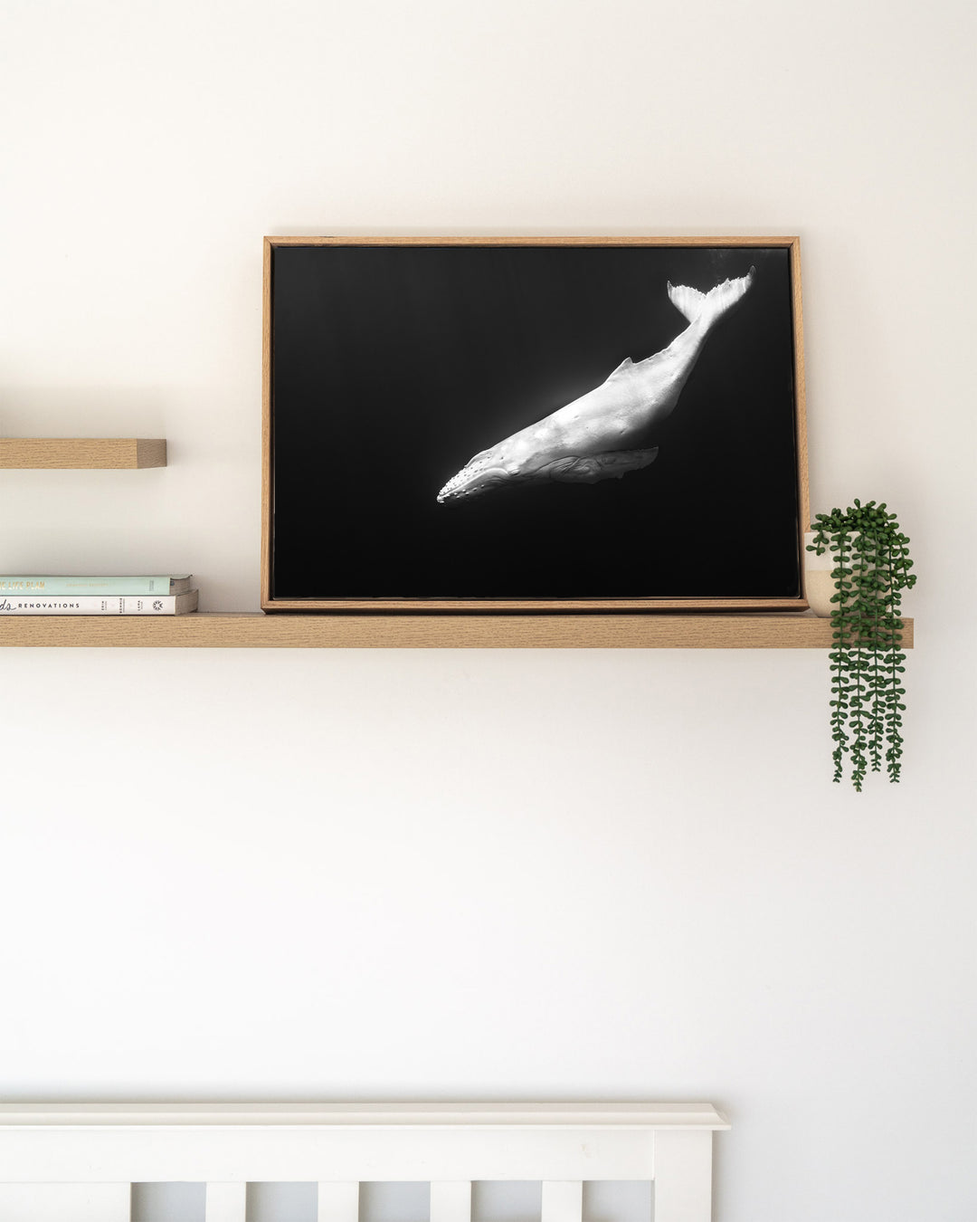 Mahina – Albino Humpback Whale, Underwater Photography by David Lloyd, framed canvas print in oak float frame, styled in a timber shelf setting