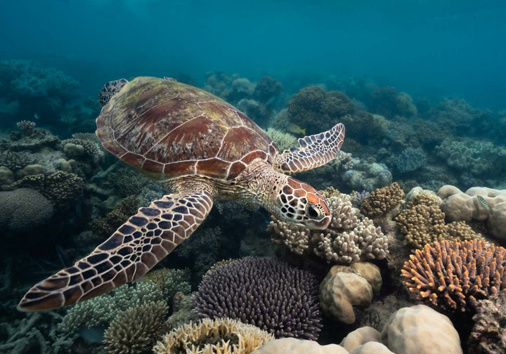 Magic of Mackay – Green sea turtle swimming over vibrant coral reef at Undine Reef, illuminated foreground coral fading into depth | Unframed Rolled Print