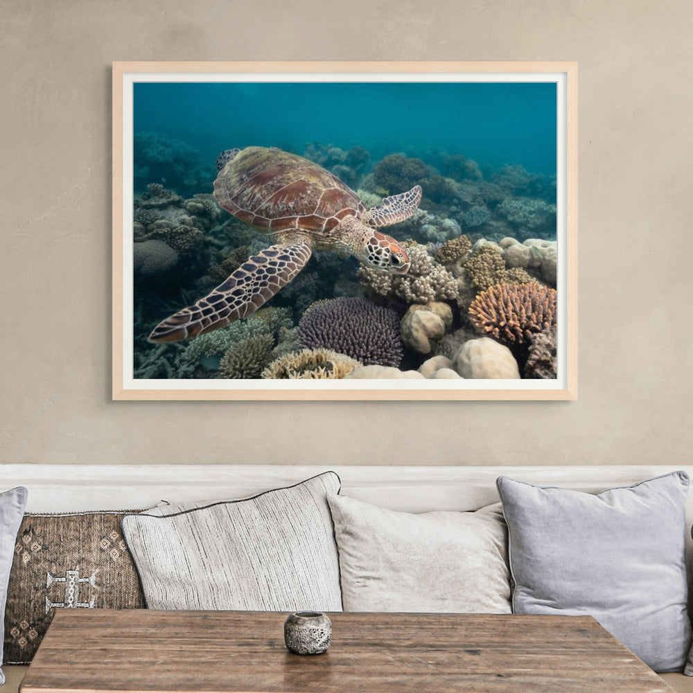 Magic of Mackay – Green sea turtle swimming over vibrant coral reef at Undine Reef, illuminated foreground coral fading into depth | Framed Paper Print