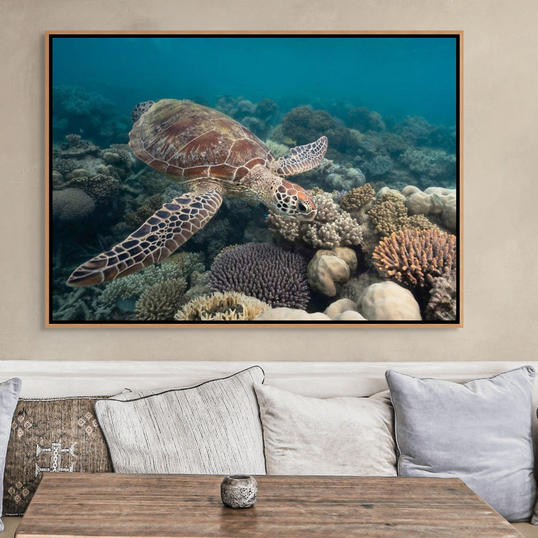 Magic of Mackay – Green sea turtle swimming over vibrant coral reef at Undine Reef, illuminated foreground coral fading into depth | Shadow Box Canvas Print