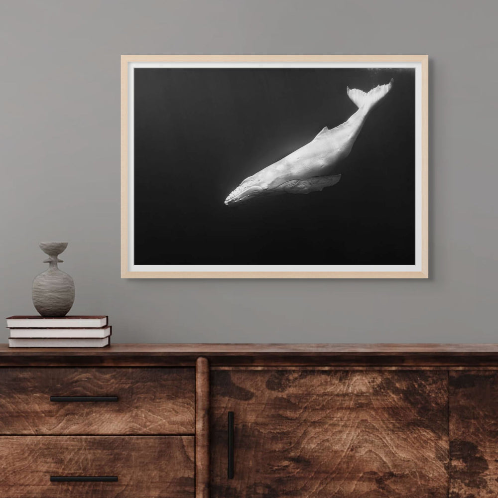 Mãhina – Albino humpback whale calf, black and white underwater photograph | Framed Paper Print