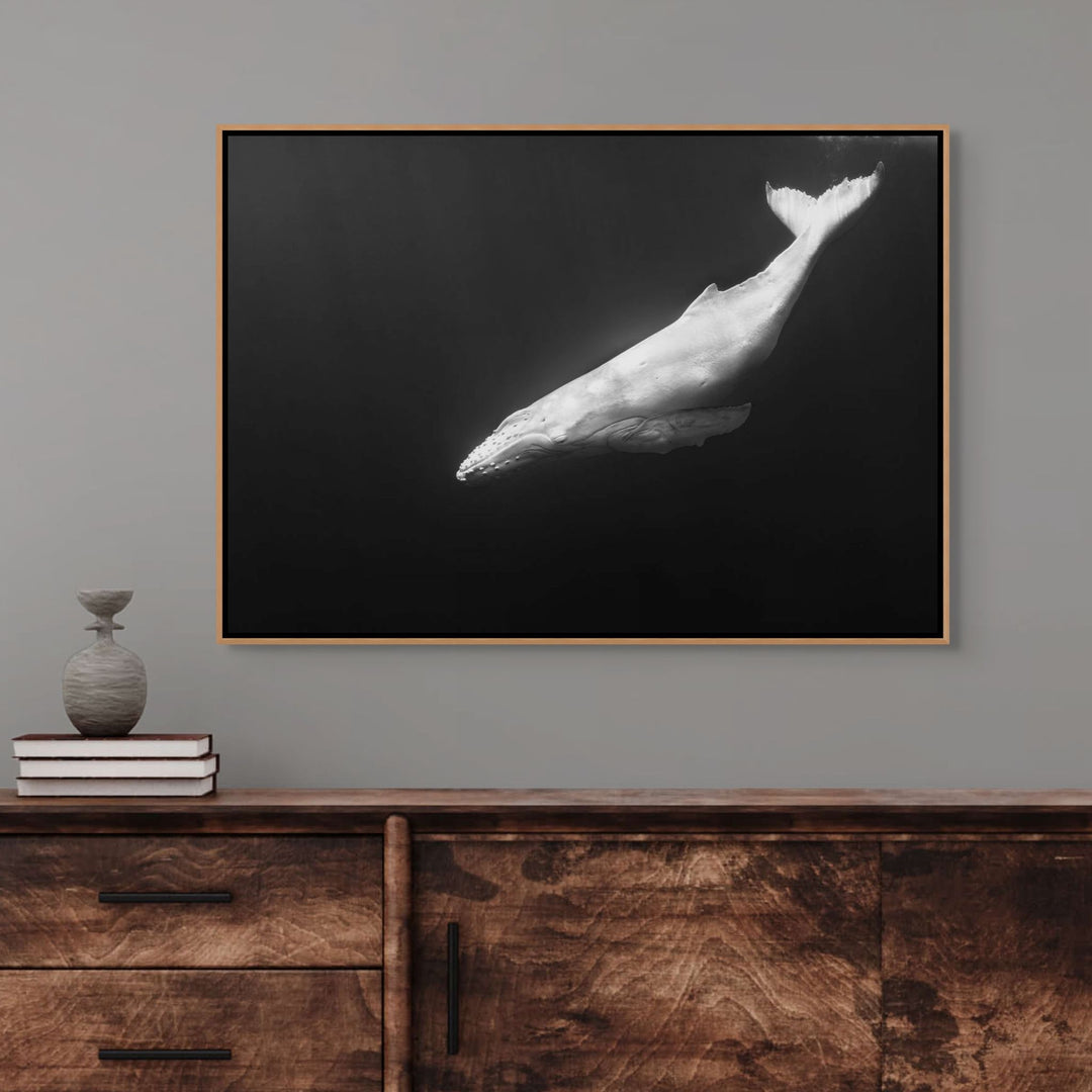 Mãhina – Albino humpback whale calf, black and white underwater photograph | Shadow Box Canvas Print