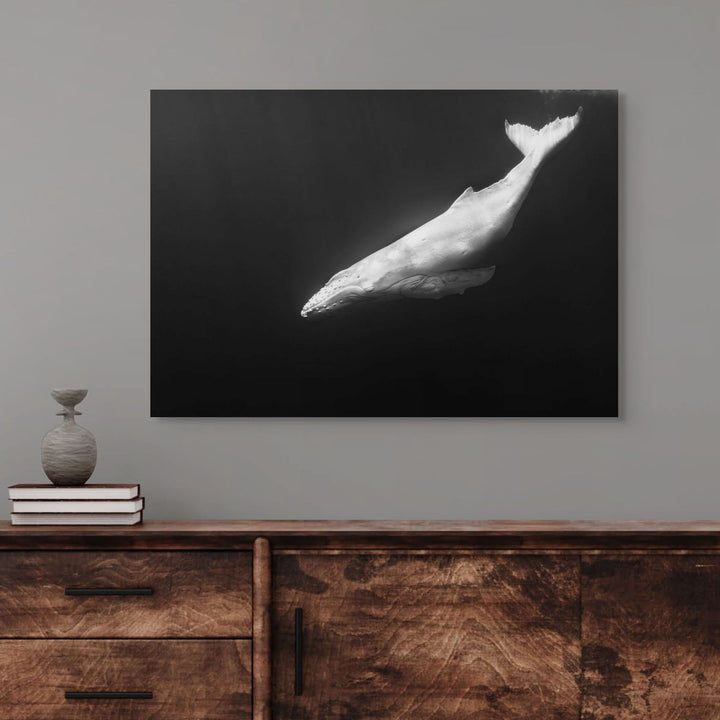 Mãhina – Albino humpback whale calf, black and white underwater photograph | Stretched Canvas Print