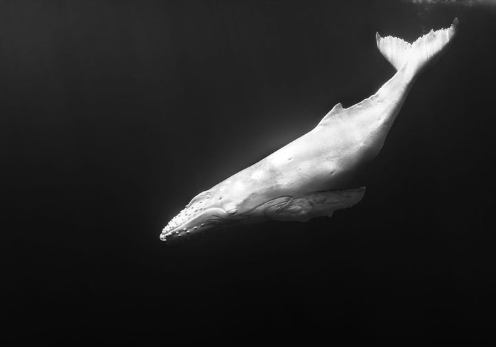 Mãhina – Albino humpback whale calf, black and white underwater photograph | Unframed Rolled Print