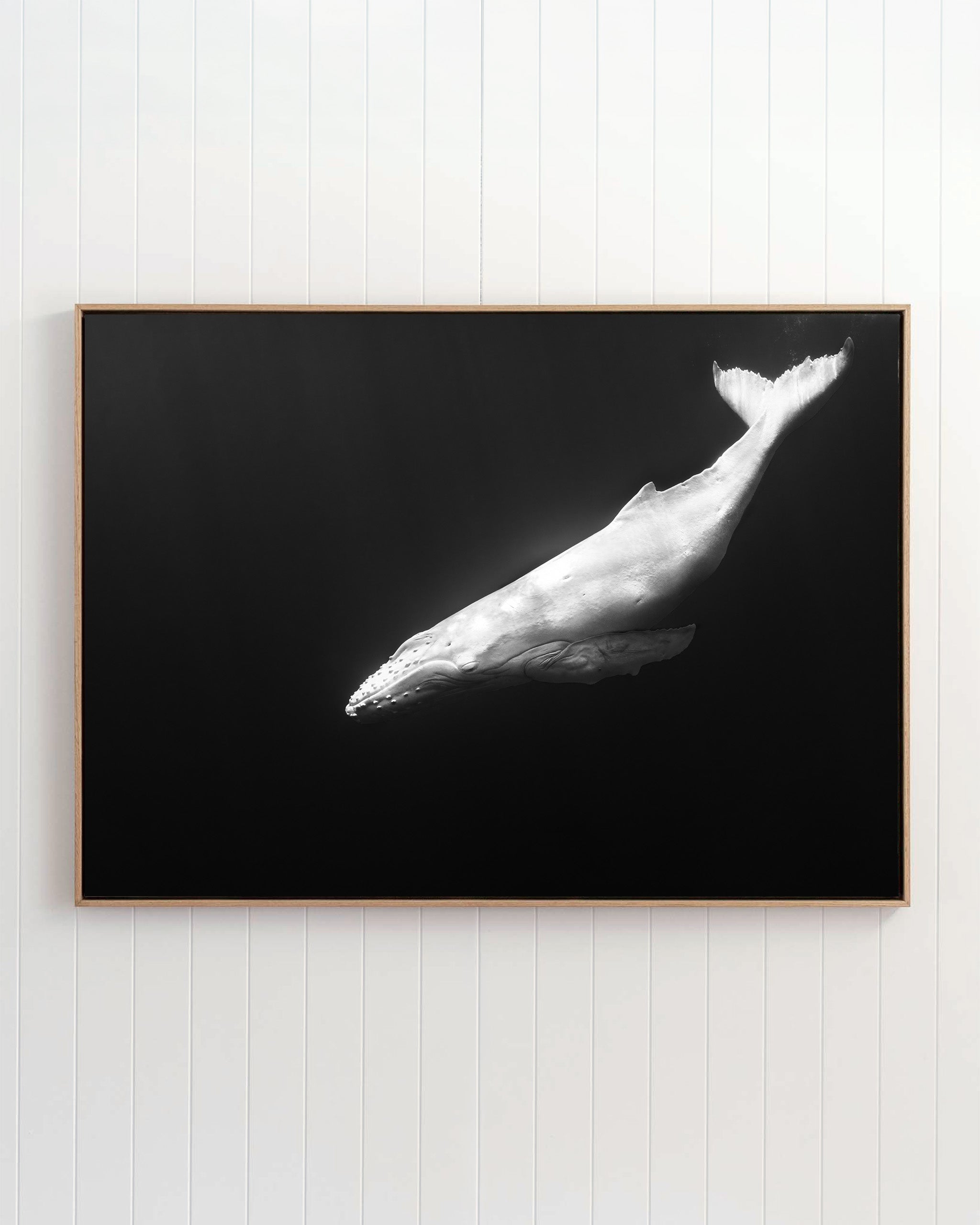 Mãhina | Albino Humpback Whale Fine Art Print – David Lloyd – SEA