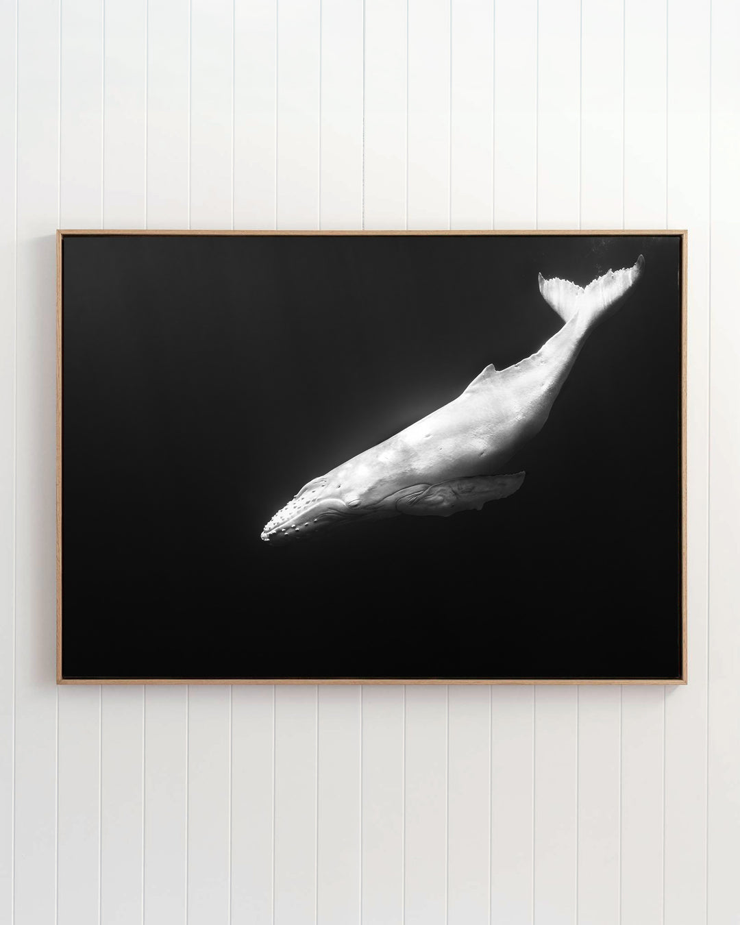 Mahina | Albino Humpback Whale - Underwater Photography