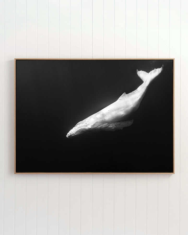Mahina | Albino Humpback Whale - Underwater Photography