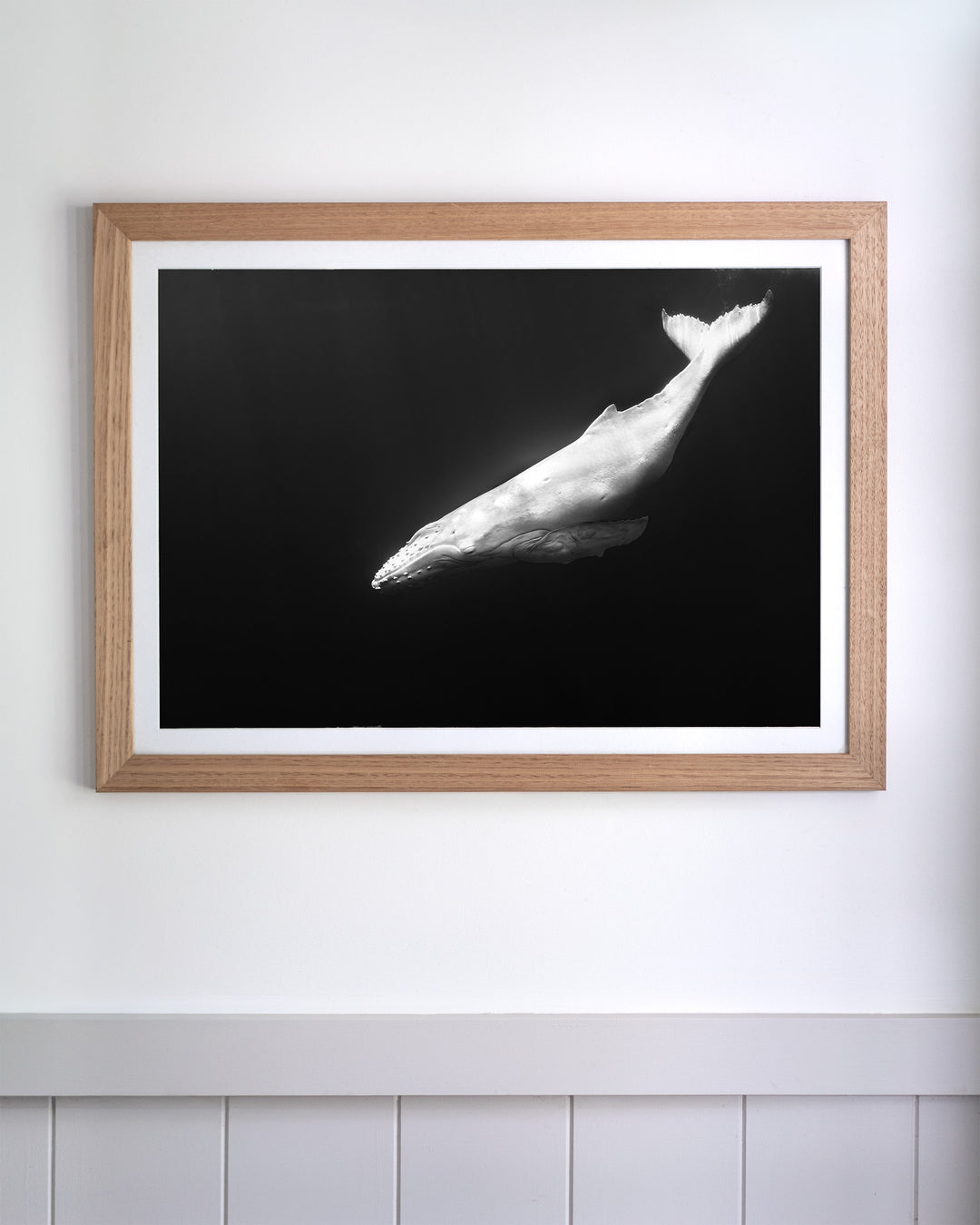 Mahina | Albino Humpback Whale - Underwater Photography