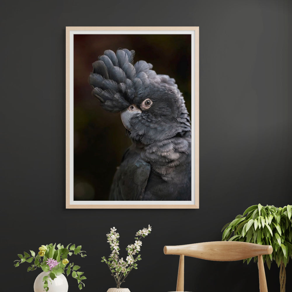 Max – Red-Tailed Black Cockatoo perched in Port Douglas Wildlife Habitat, striking black feathers and red tail highlights | Framed Paper Print