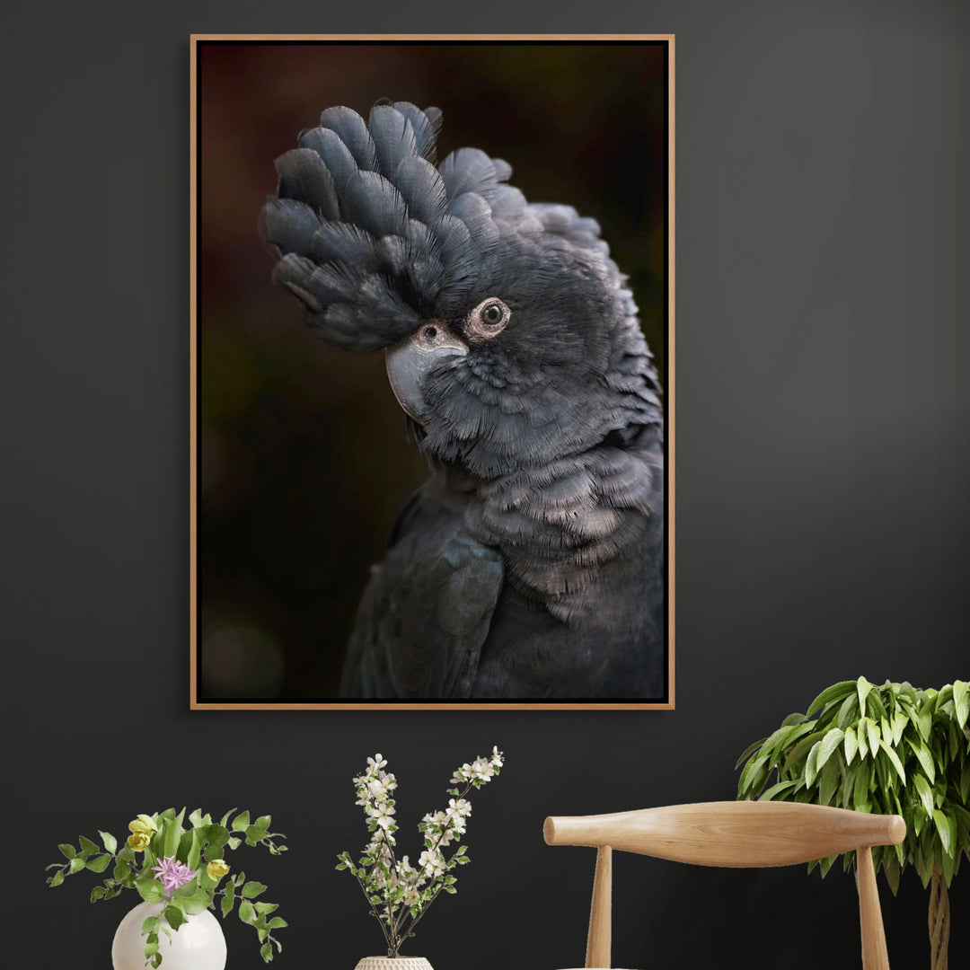 Max – Red-Tailed Black Cockatoo perched in Port Douglas Wildlife Habitat, striking black feathers and red tail highlights | Shadow Box Canvas Print