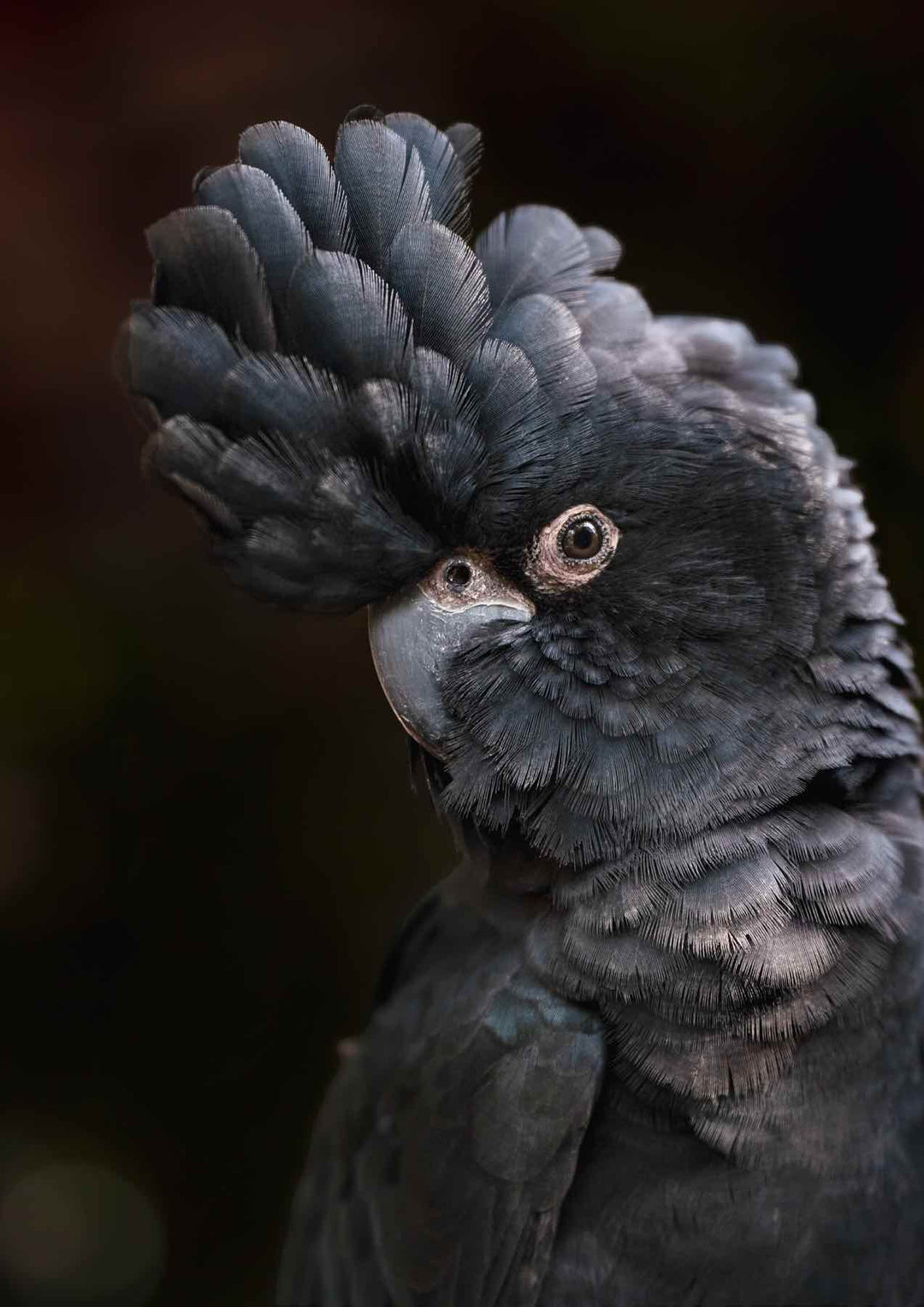 Max – Red-Tailed Black Cockatoo perched in Port Douglas Wildlife Habitat, striking black feathers and red tail highlights | Unframed Rolled Print