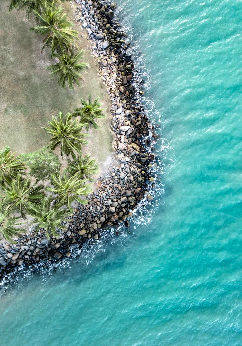 Meet Me Under The Palms – Aerial view of palm trees lining Four Mile Beach in Port Douglas, with turquoise ocean and soft waves | Unframed Rolled Print