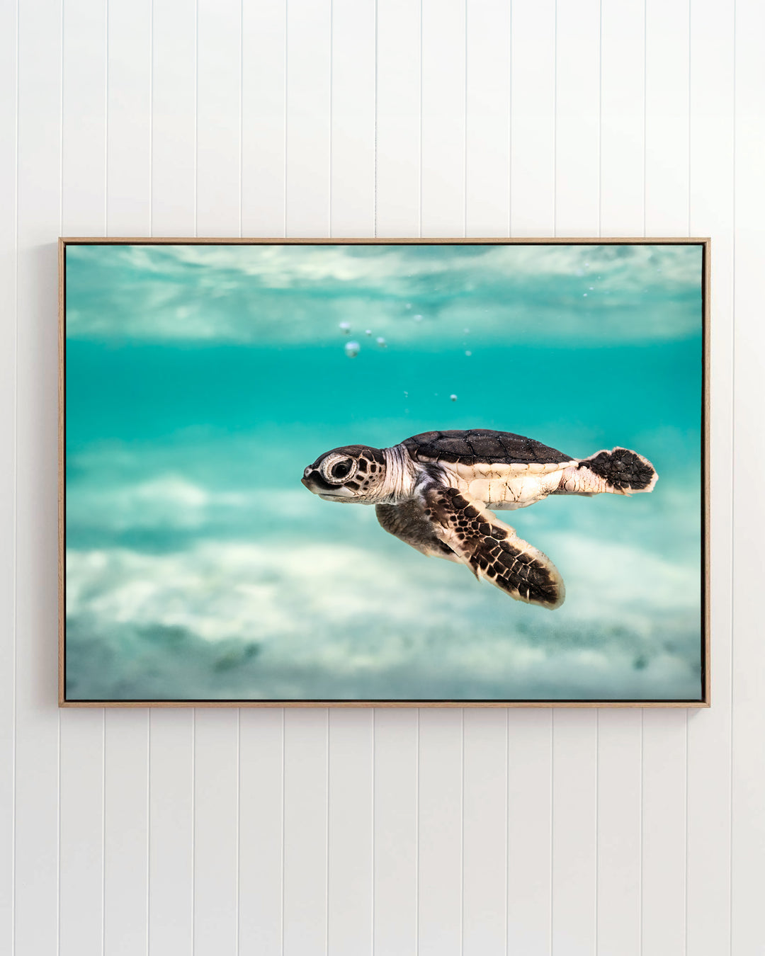 Ocean Lullaby - Turtle Hatchling | Underwater Photography