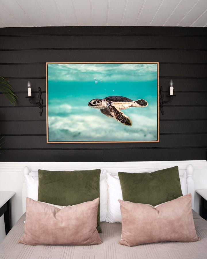 Ocean Lullaby – Turtle Hatchling, Underwater Photography by David Lloyd, framed canvas print in oak float frame, styled in a bedroom setting