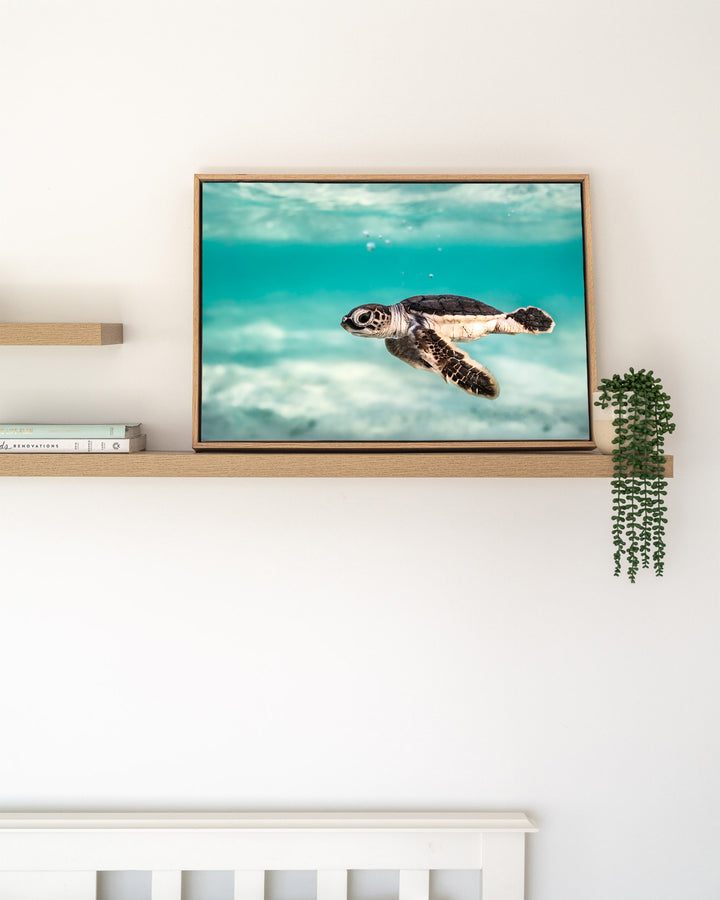 Ocean Lullaby – Turtle Hatchling, Underwater Photography by David Lloyd, framed canvas print in oak float frame, styled in a timber shelf setting