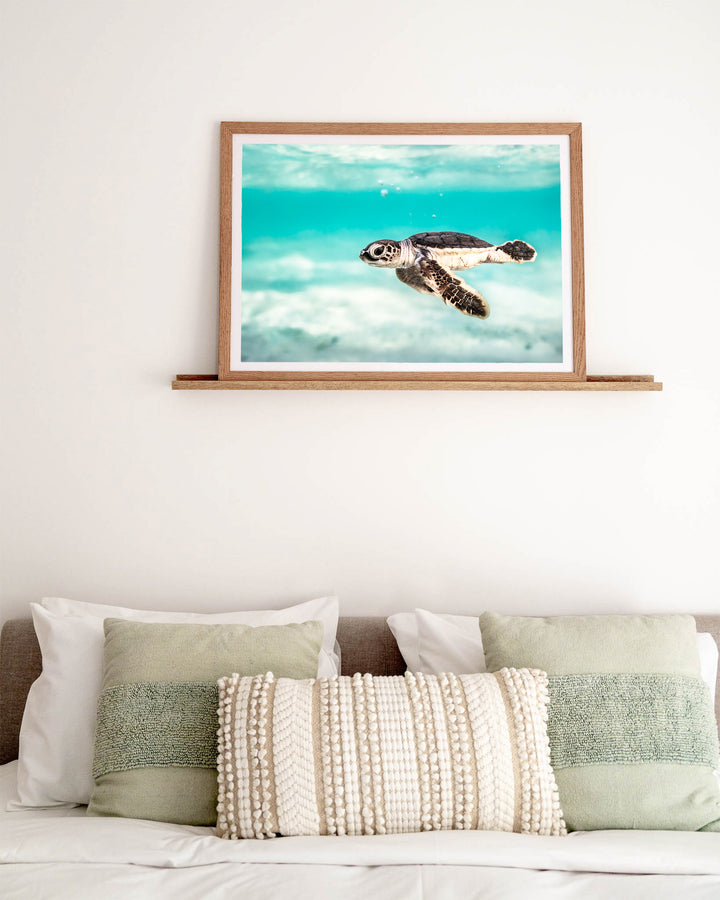 Ocean Lullaby – Turtle Hatchling, Underwater Photography by David Lloyd, framed paper print in oak frame, styled in a bedroom setting