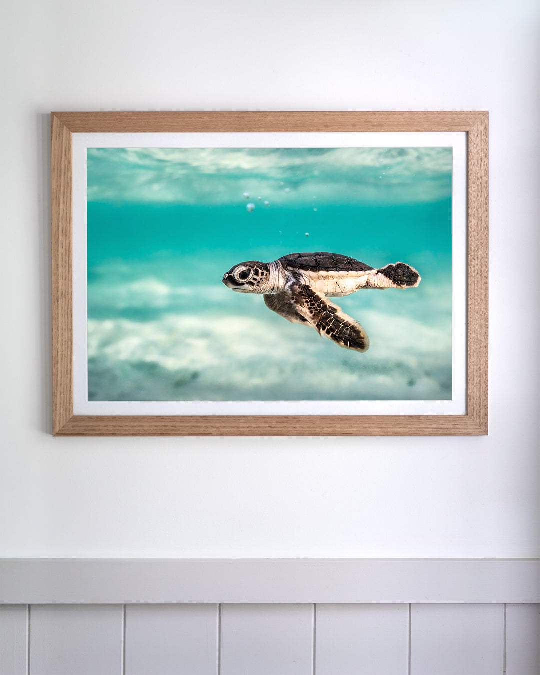 Ocean Lullaby - Turtle Hatchling | Underwater Photography