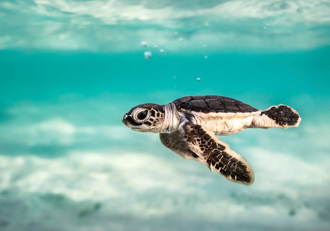 Ocean Lullaby – close-up underwater photograph of turtle hatchling surrounded by bubbles and textured moving water | Unframed Rolled Print