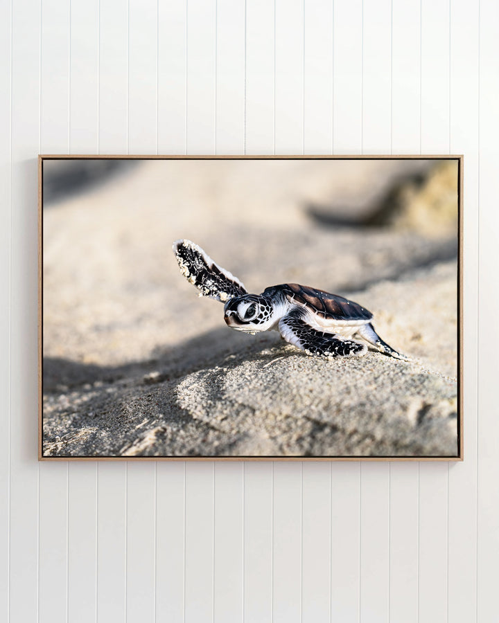 Over the Dunes - Turtle Hatchling | Ocean Photography