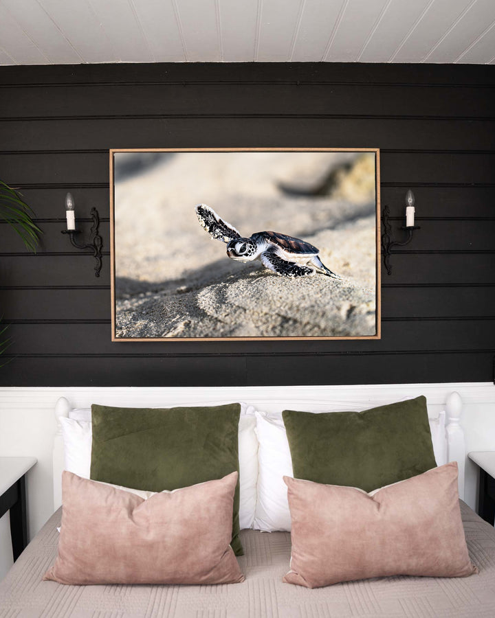 Over the Dunes – Turtle Hatchling, Ocean Photography by David Lloyd, framed canvas print in oak float frame, styled in a bedroom setting