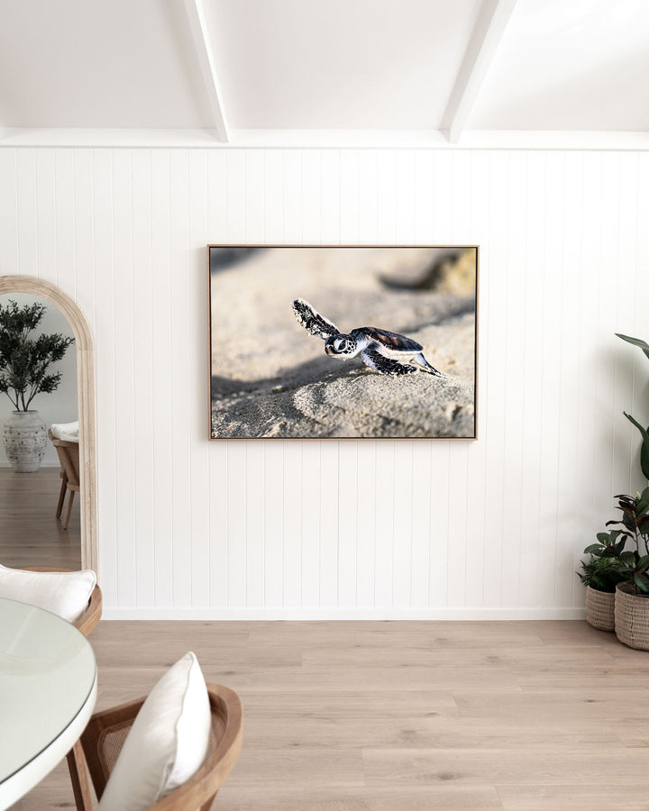 Over the Dunes – Turtle Hatchling, Ocean Photography by David Lloyd, framed canvas print in oak float frame, styled in a dining room setting