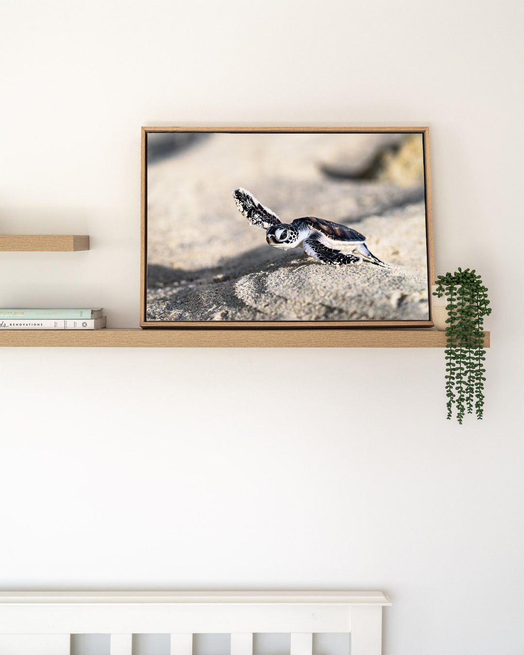 Over the Dunes – Turtle Hatchling, Ocean Photography by David Lloyd, framed canvas print in oak float frame, styled in a timber shelf setting