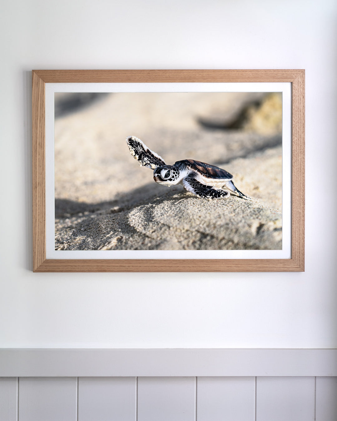 Over the Dunes - Turtle Hatchling | Ocean Photography