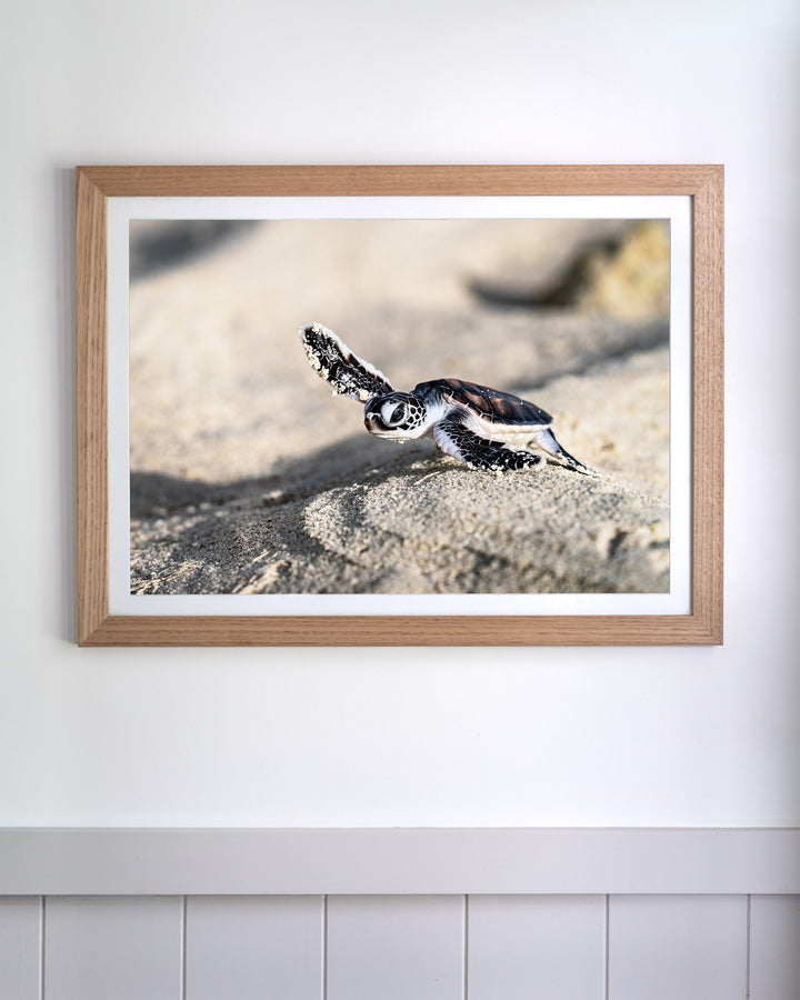 Over the Dunes - Turtle Hatchling | Ocean Photography