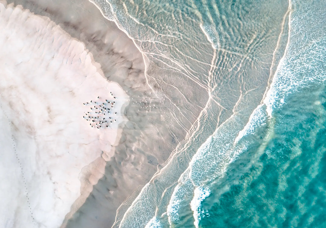 Pearls and Pelicans – aerial photograph of pelicans along tidal sandbanks at Stradbroke Island with flowing coastal patterns | Unframed Rolled Print