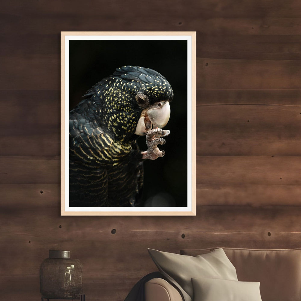 Priscilla – Red-Tailed Black Cockatoo with vibrant yellow spots and red tail feathers, captured in fine detail | Framed Paper Print