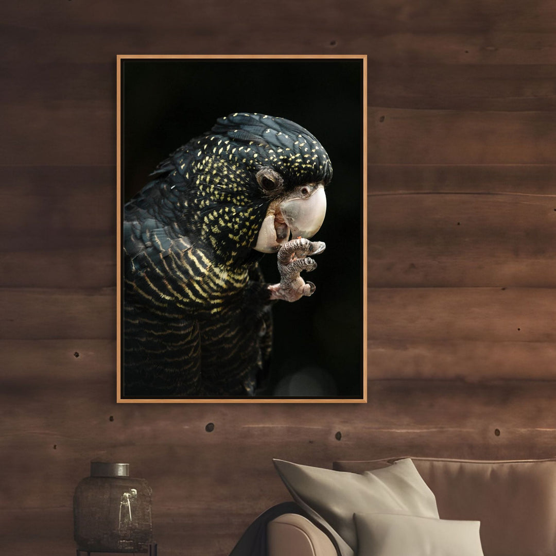 Priscilla – Red-Tailed Black Cockatoo with vibrant yellow spots and red tail feathers, captured in fine detail | Shadow Box Canvas Print