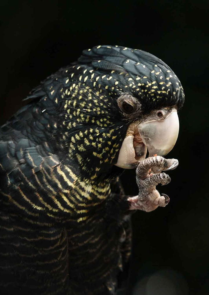 Priscilla – Red-Tailed Black Cockatoo with vibrant yellow spots and red tail feathers, captured in fine detail | Unframed Rolled Print
