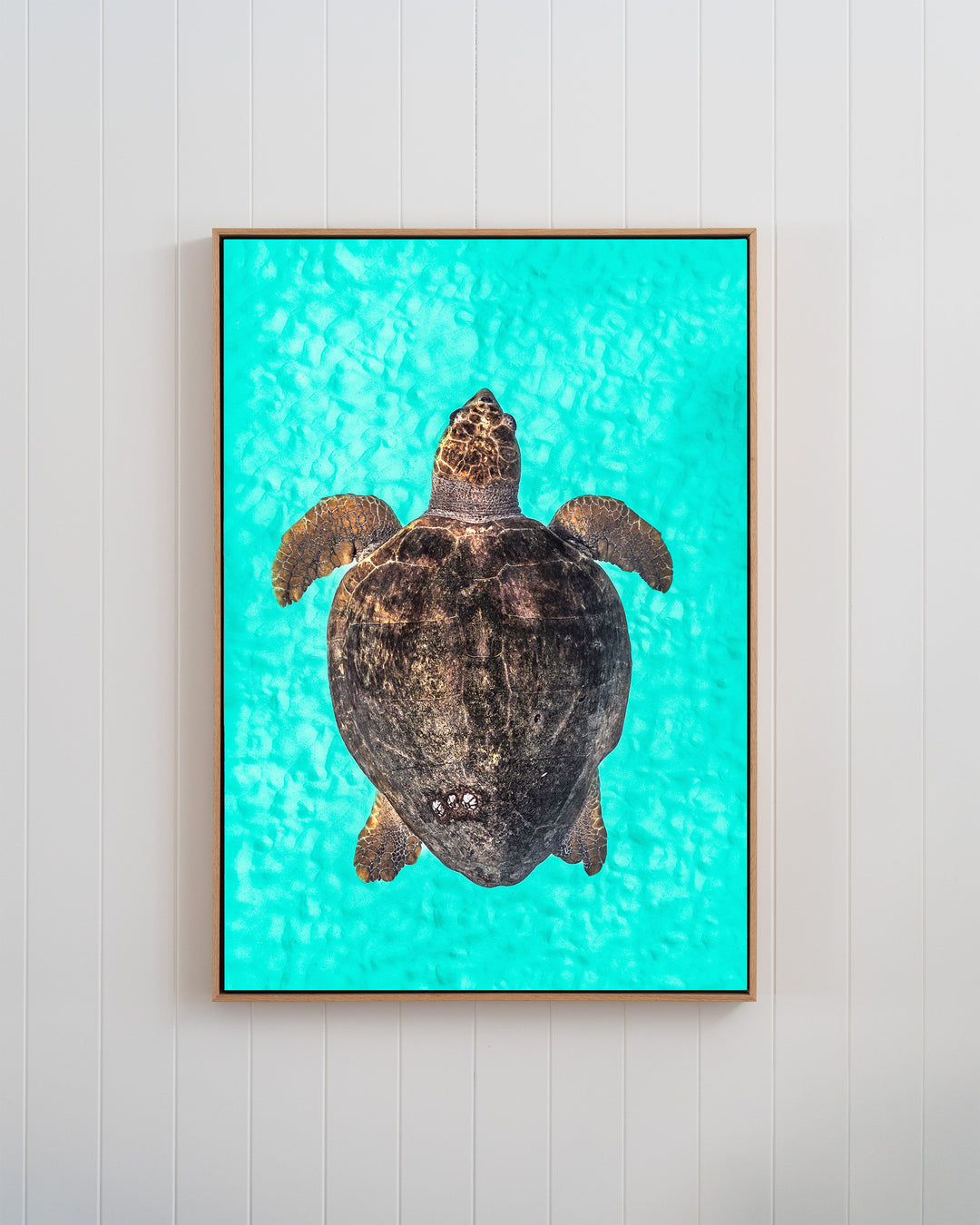 Rust and Sand - Loggerhead Turtle | Underwater Photography